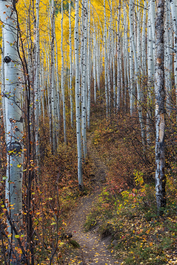 A Quiet Path