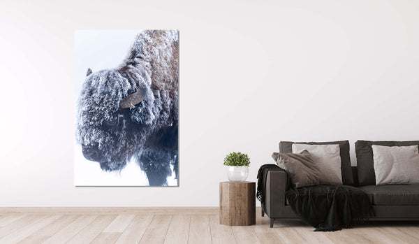 American Bison