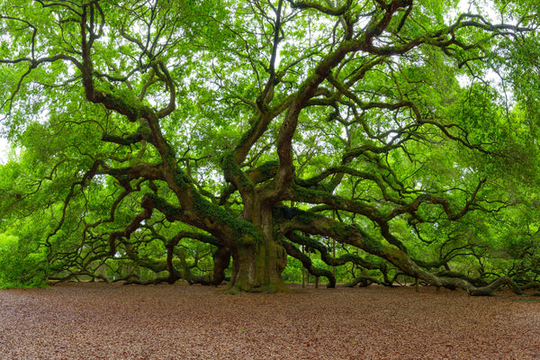 Angel Oak