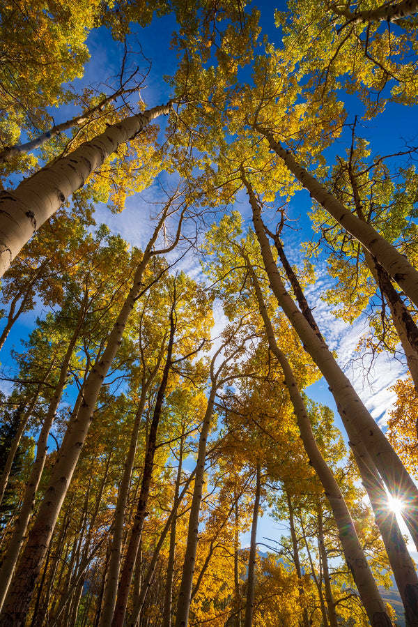 Aspen Trees