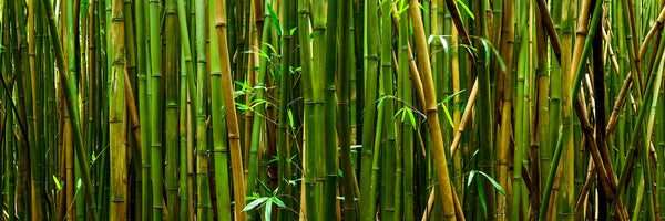 Bamboo