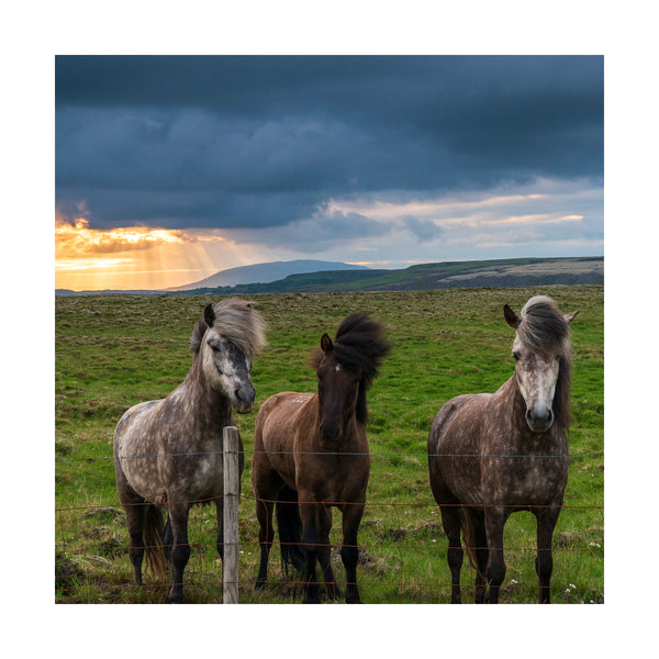 Icelandic Horses 4