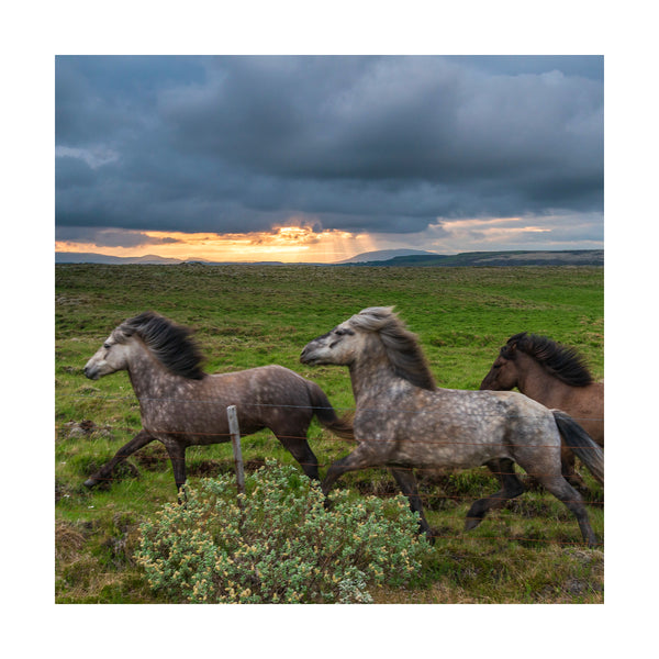 Icelandic Horses 3