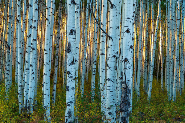 Golden Aspen