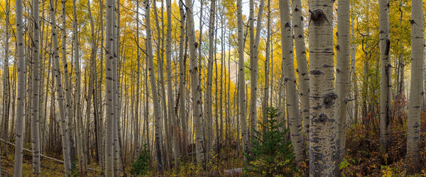 Lake Creek Aspen