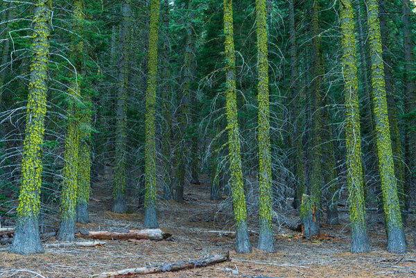 Moss Covered Forest