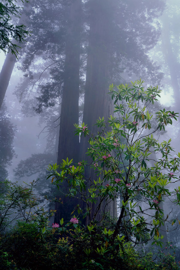 Rhododendron Mist