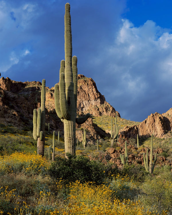 Sonoran Spring