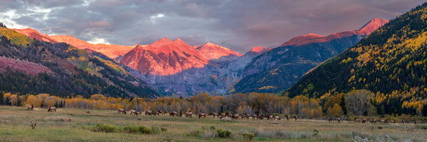 The Telluride Herd