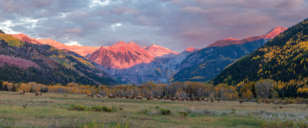 The Valley Floor Herd